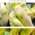 儿菜