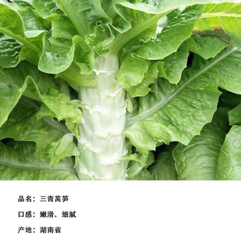 三青莴笋