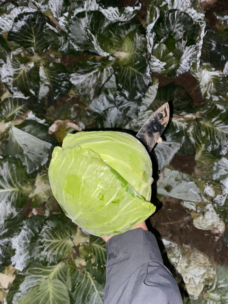 甘蓝大量有货大量出货，欢迎各位老板来电咨询。