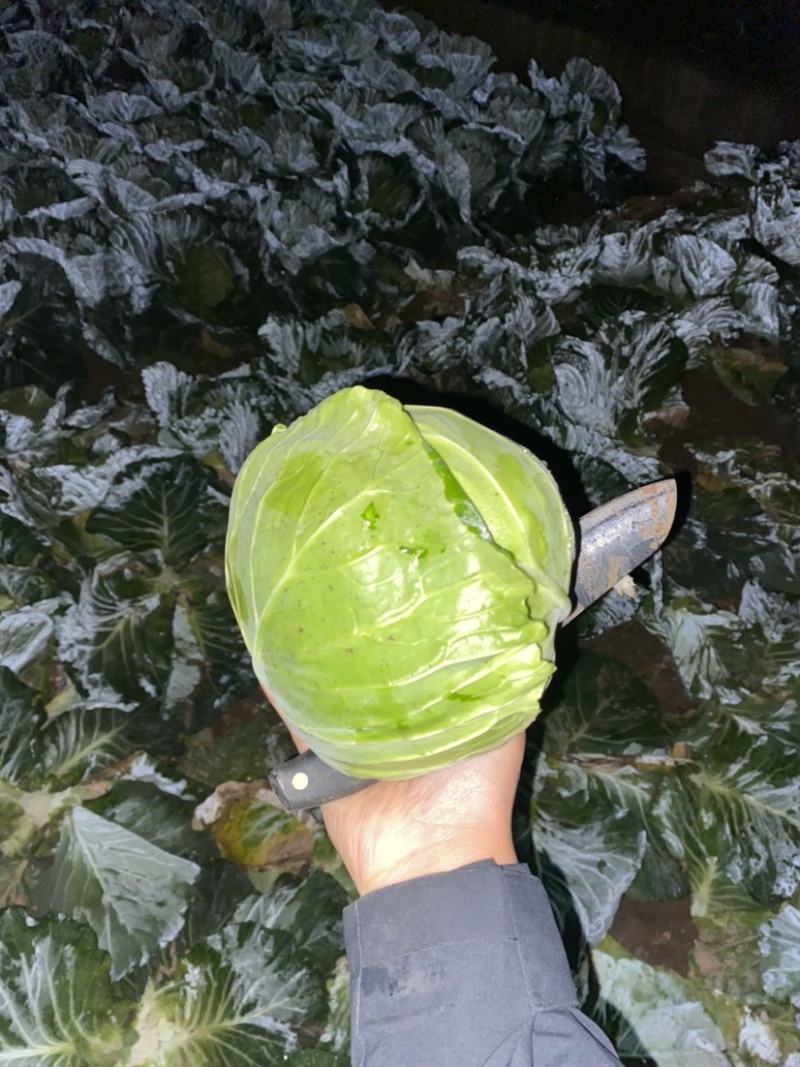 甘蓝大量有货大量出货，欢迎各位老板来电咨询。