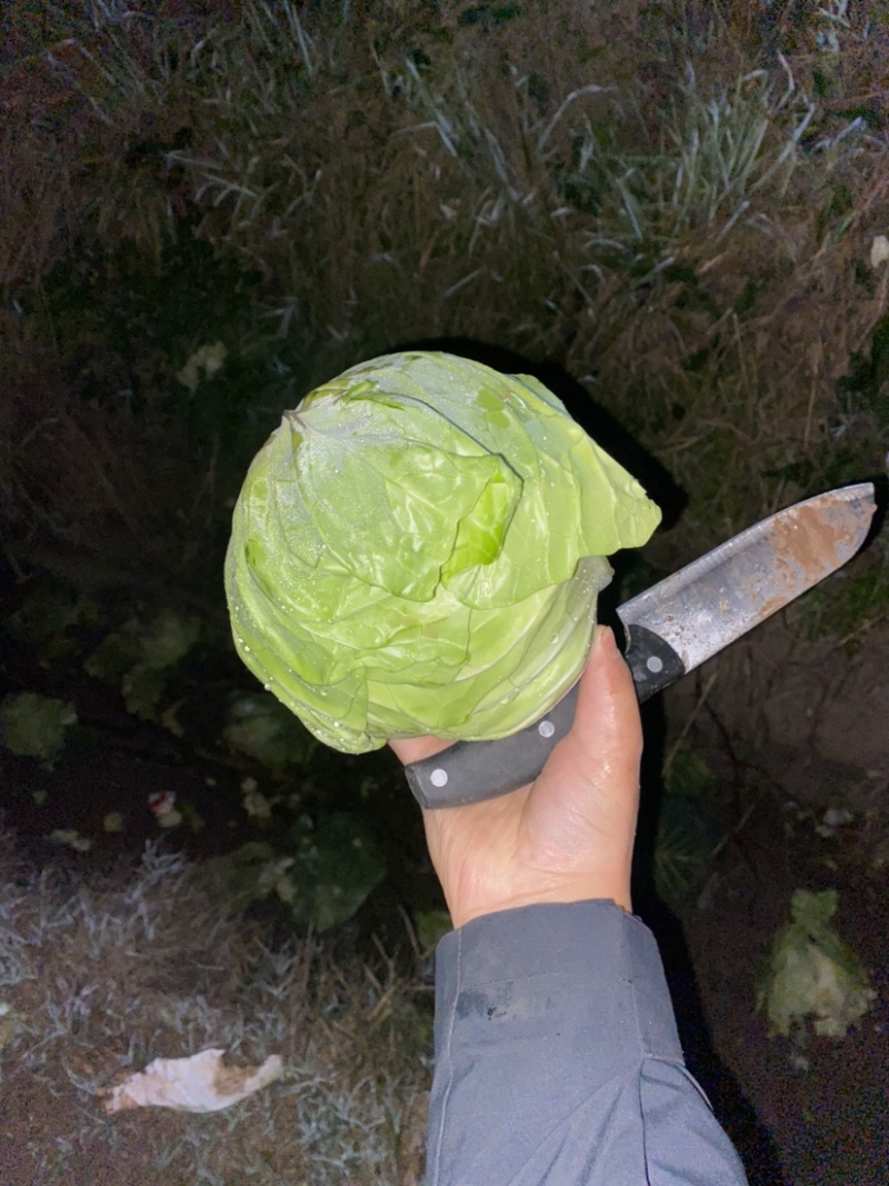 甘蓝大量有货大量出货，欢迎各位老板来电咨询。