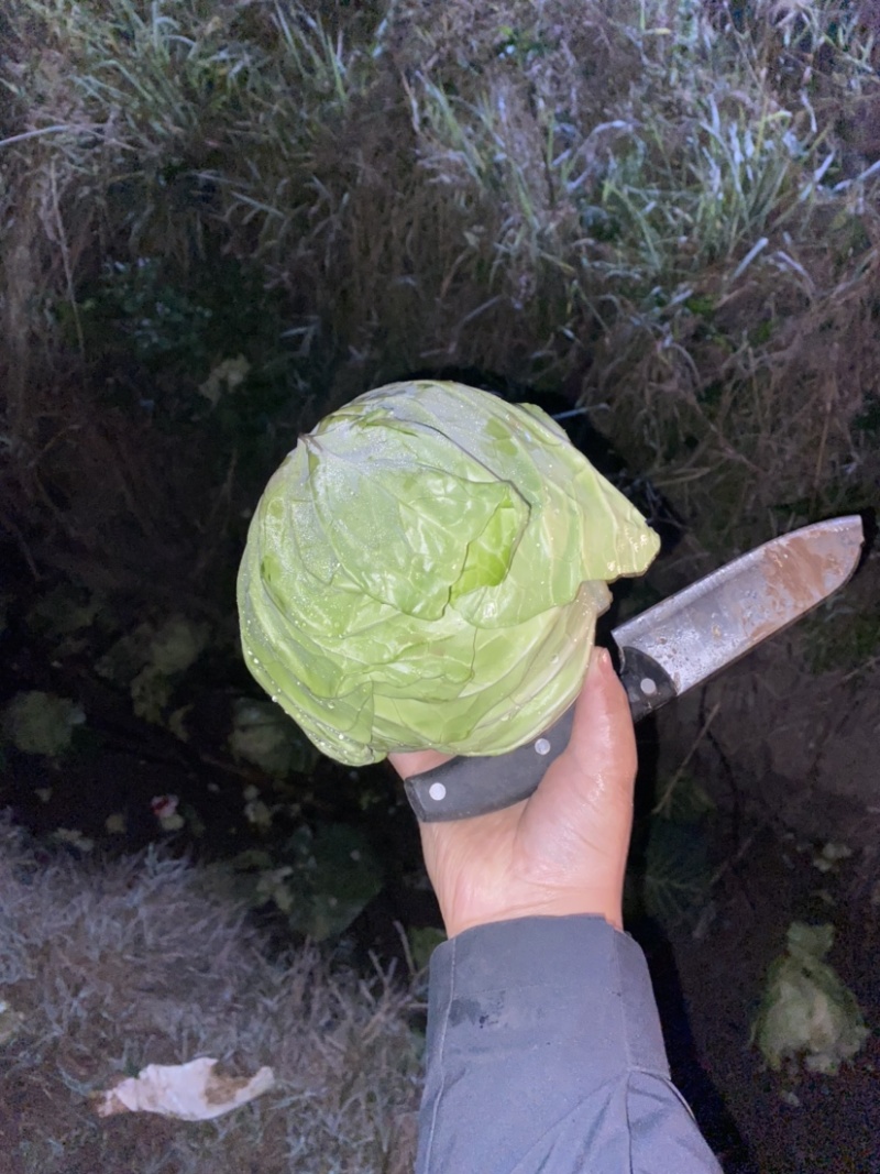 甘蓝大量有货大量出货，欢迎各位老板来电咨询。