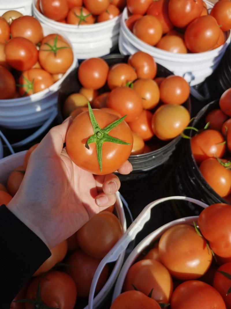 苍南县马站精品大红西红柿今年产量大果型好色泽鲜艳
