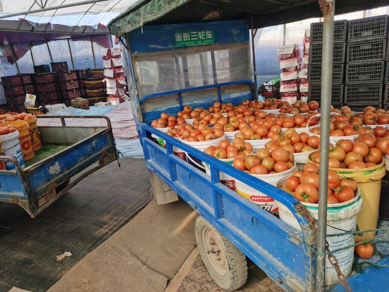 苍南县马站精品大红西红柿今年产量大果型好色泽鲜艳