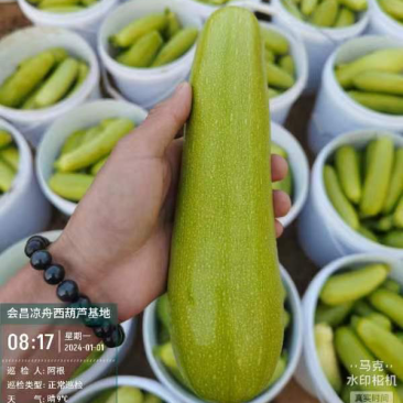 精品西葫芦