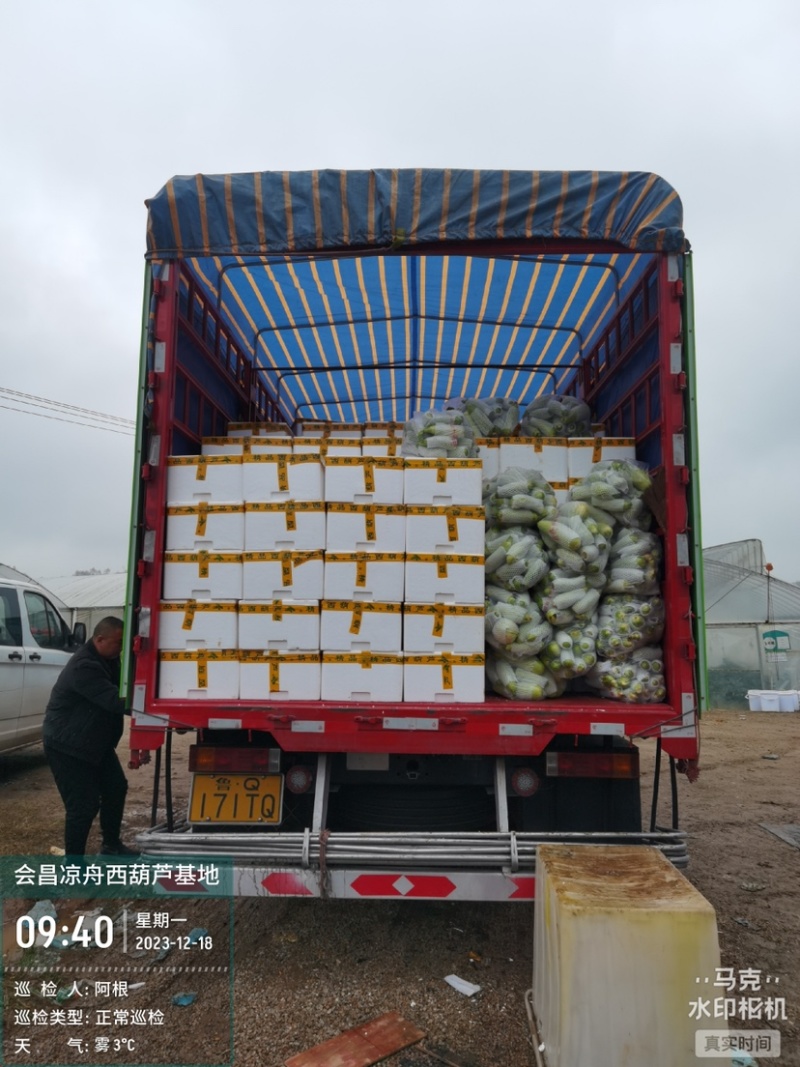 精品西葫芦