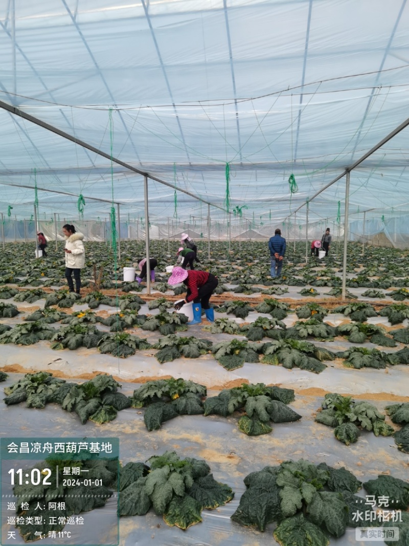 精品西葫芦