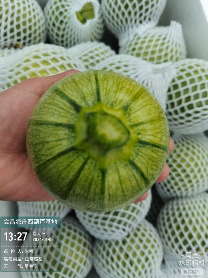 精品西葫芦