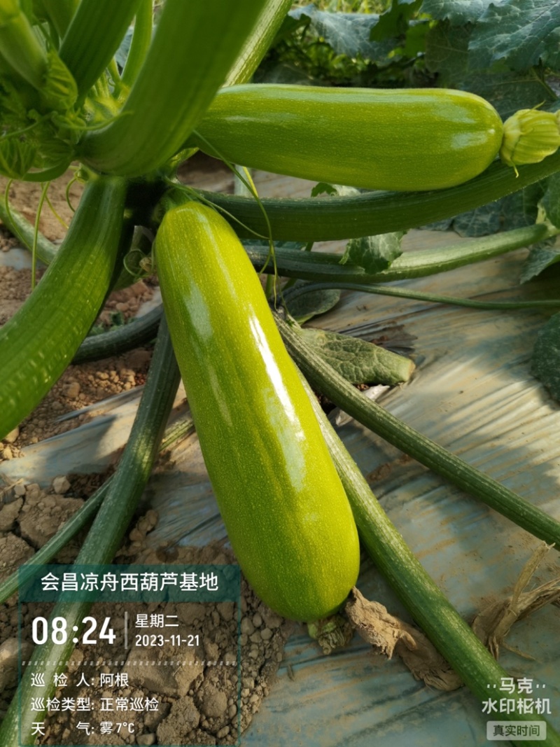 精品西葫芦