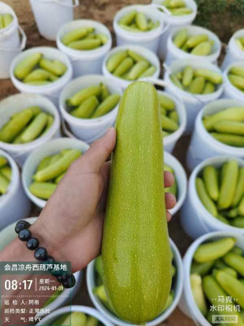 精品西葫芦