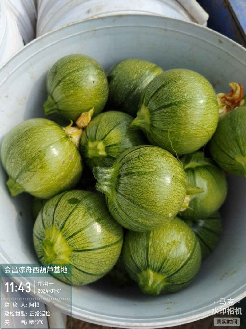 精品西葫芦