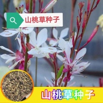 山桃草种子庭院春季播花草秋播四季易种室内花卉种子阳台盆栽