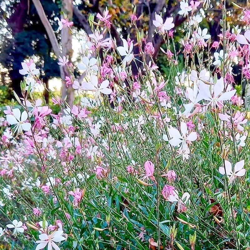 山桃草种子庭院春季播花草秋播四季易种室内花卉种子阳台盆栽