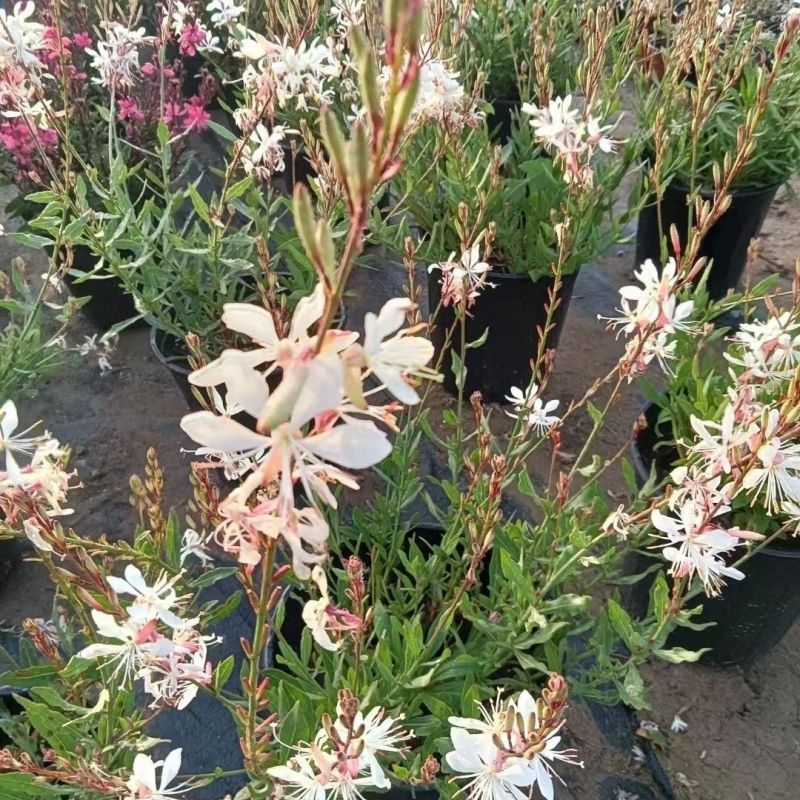 山桃草种子庭院春季播花草秋播四季易种室内花卉种子阳台盆栽