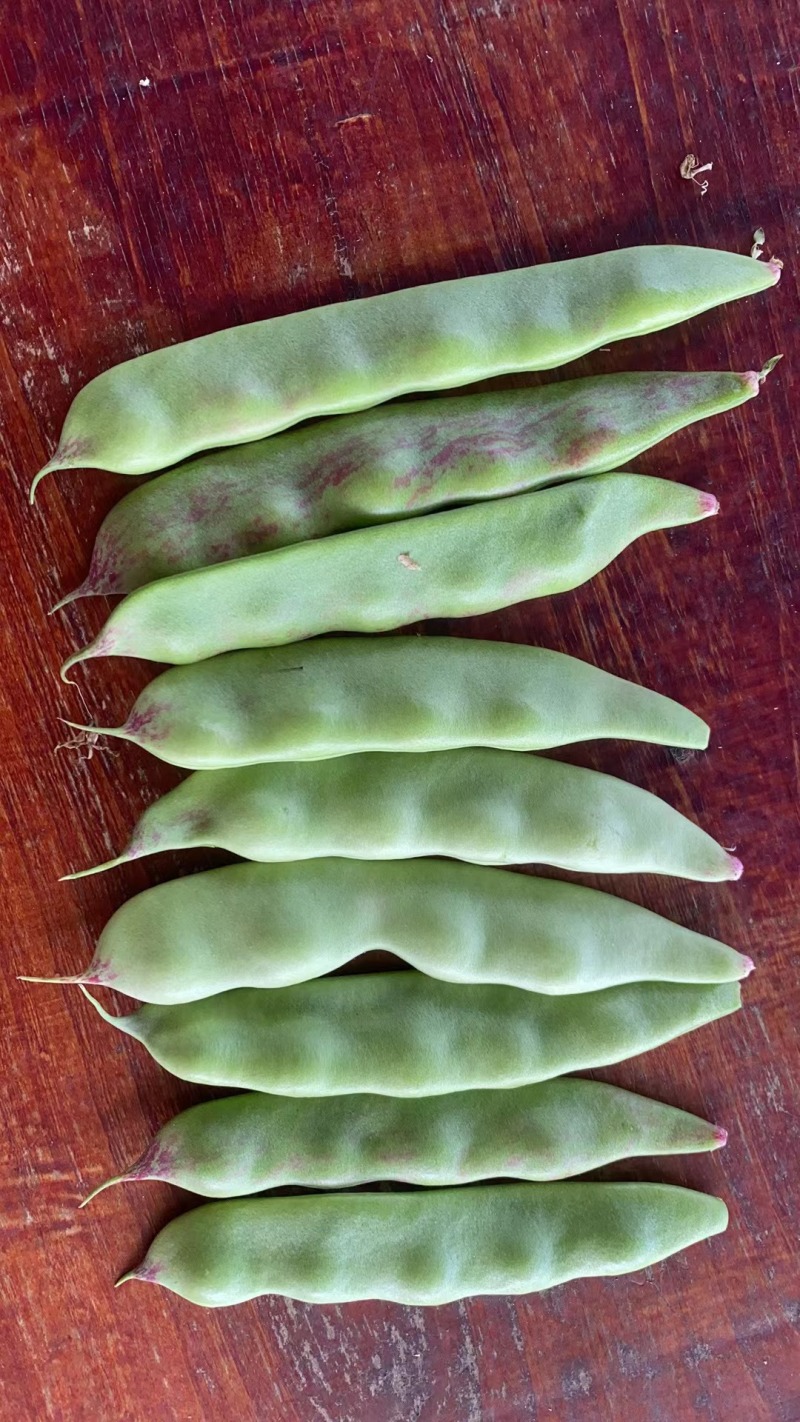 广东豆角油豆角，专业代收代办支持视频看货代发全国
