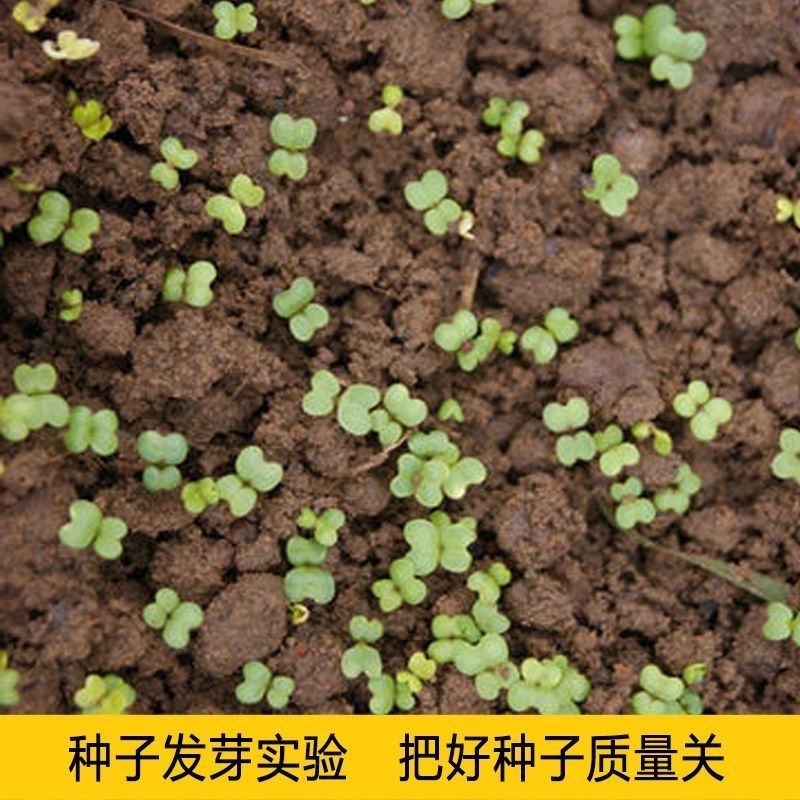 散装修药材种子南沙参种子轮叶沙参种子泡参种子泡沙