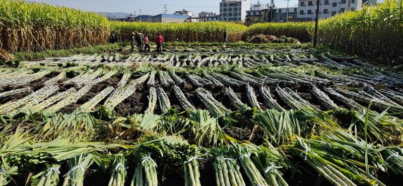 云南保山青皮甘蔗脆甜多汁产地直发现砍现发量大从优