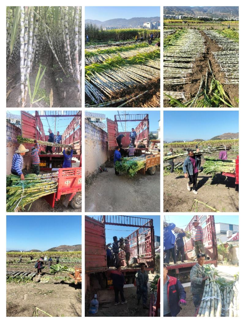 云南保山青皮甘蔗脆甜多汁产地直发现砍现发量大从优