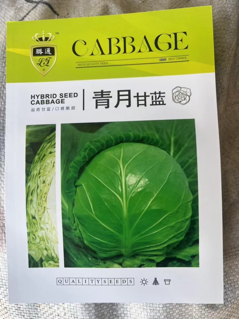 青月松软甘蓝上下一致绿抗病高产春秋季露地品种