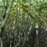 【推荐】云南青皮甘蔗量大从优现砍现发对接全国市场欢迎咨询