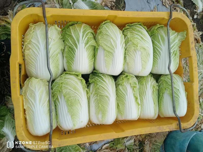 东洋50