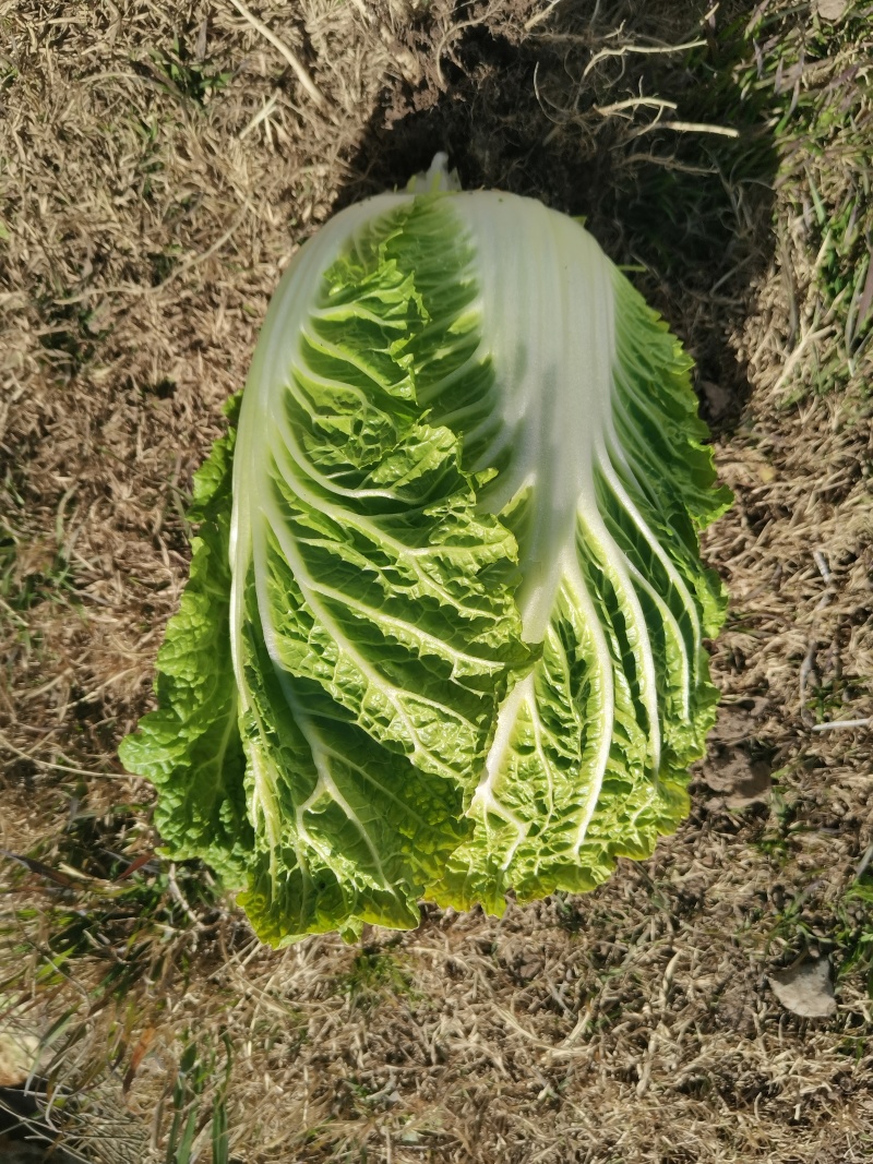 东洋50