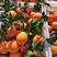 精品秭归脐橙纽荷尔，长虹，九月红，电商市场大量供应。