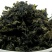 地皮菜河南南阳地皮菜特色菜量大价优批发供应