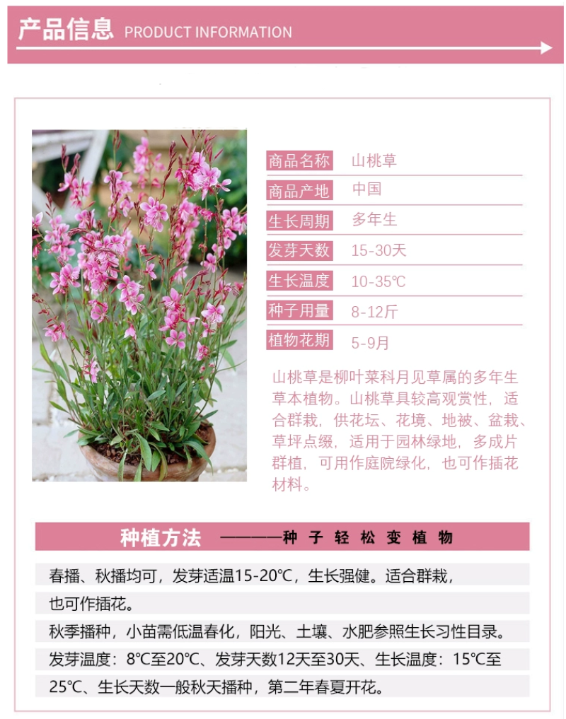 山桃草种子千鸟花种籽室内外阳台盆栽四季播种易活开花花卉