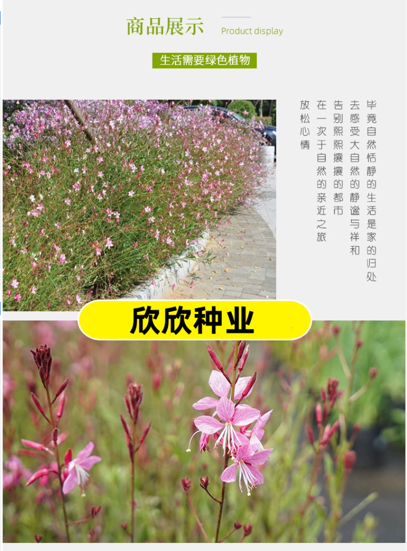 山桃草种子千鸟花种籽室内外阳台盆栽四季播种易活开花花卉