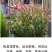 山桃草种子千鸟花种籽室内外阳台盆栽四季播种易活开花花卉