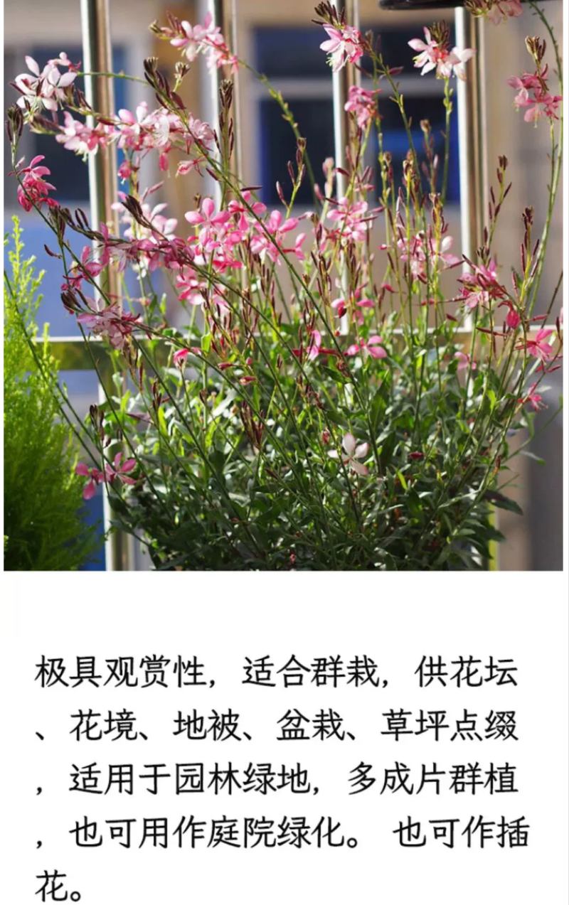 山桃草种子千鸟花种籽室内外阳台盆栽四季播种易活开花花卉