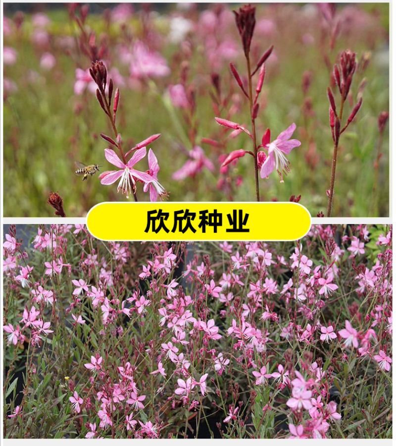山桃草种子千鸟花种籽室内外阳台盆栽四季播种易活开花花卉