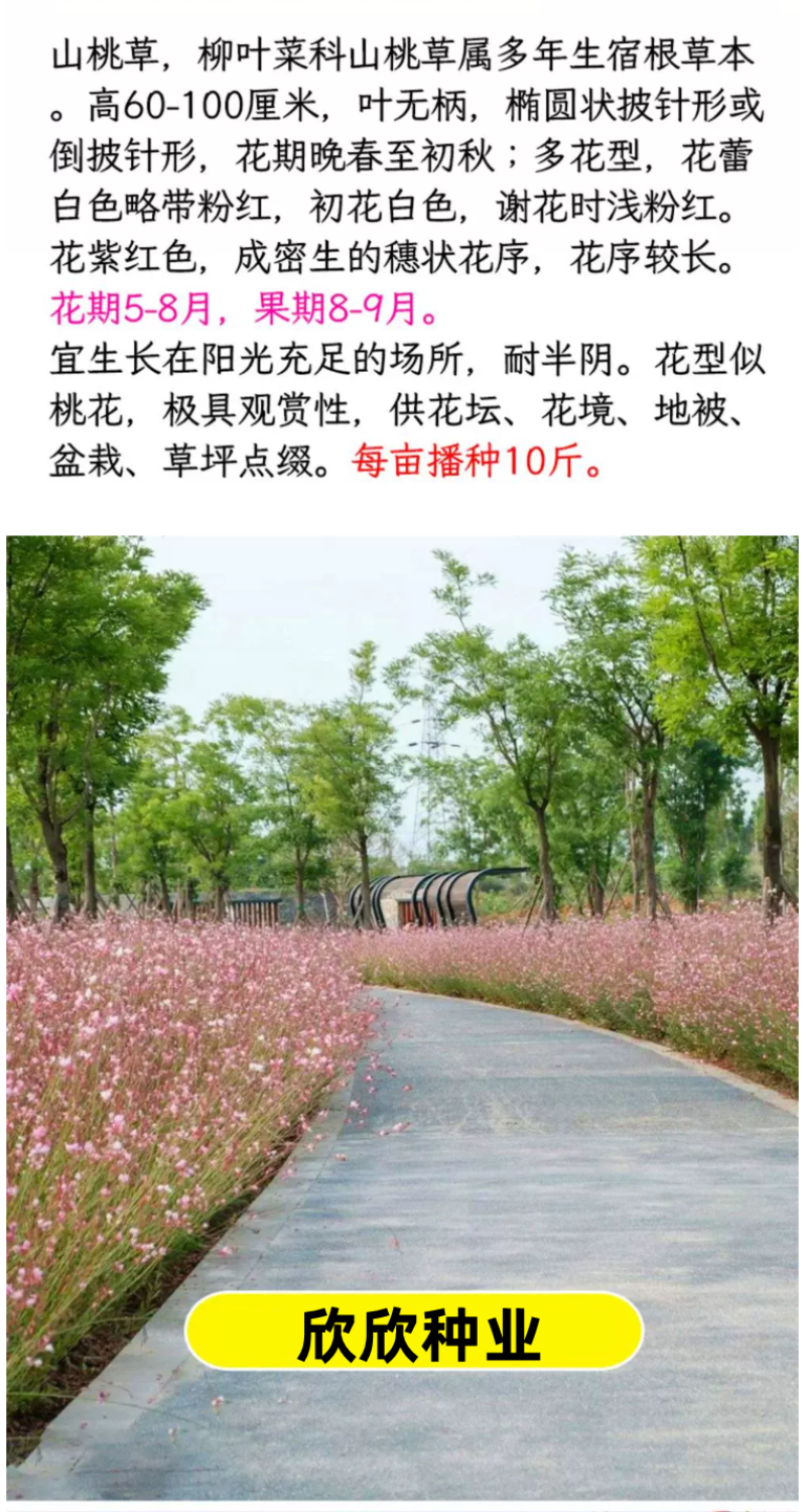 山桃草种子千鸟花种籽室内外阳台盆栽四季播种易活开花花卉