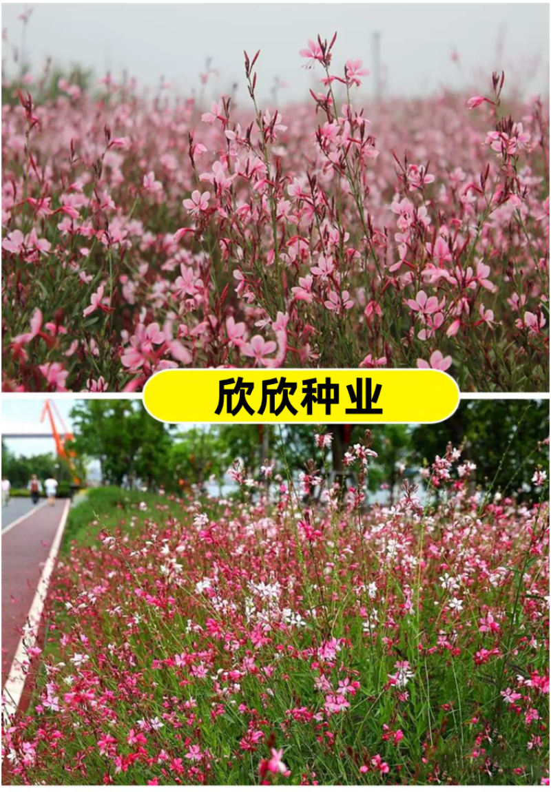 山桃草种子千鸟花种籽室内外阳台盆栽四季播种易活开花花卉