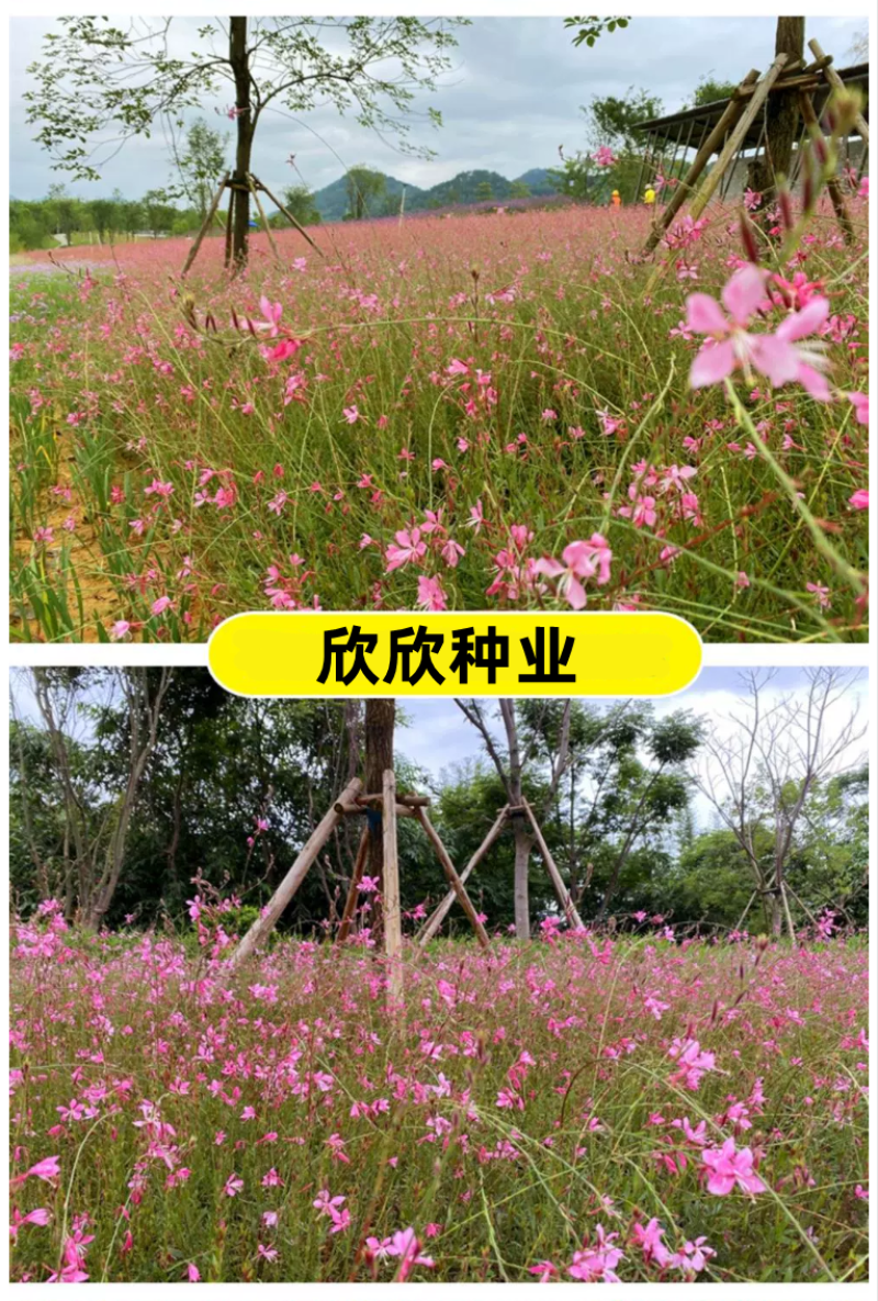 山桃草种子千鸟花种籽室内外阳台盆栽四季播种易活开花花卉