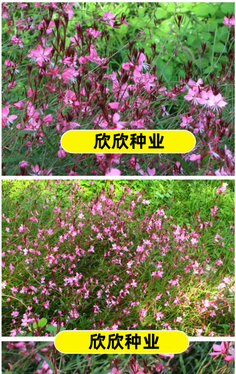 山桃草种子千鸟花种籽室内外阳台盆栽四季播种易活开花花卉