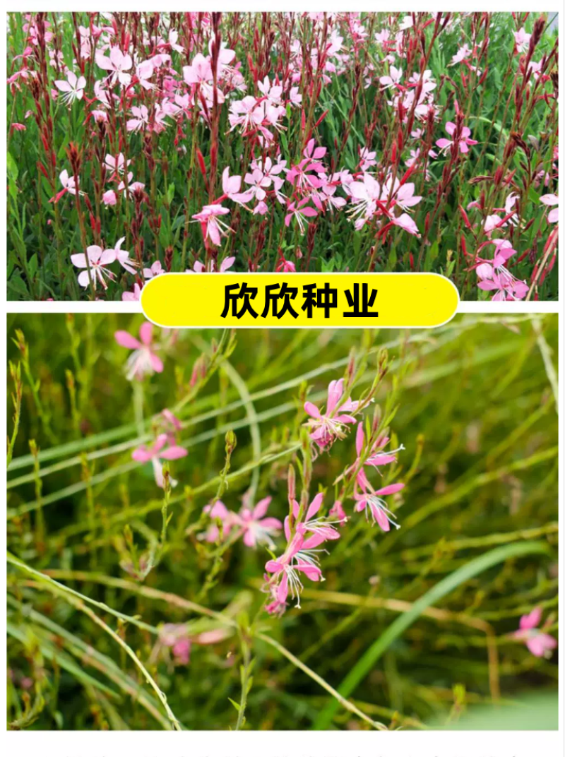 山桃草种子千鸟花种籽室内外阳台盆栽四季播种易活开花花卉