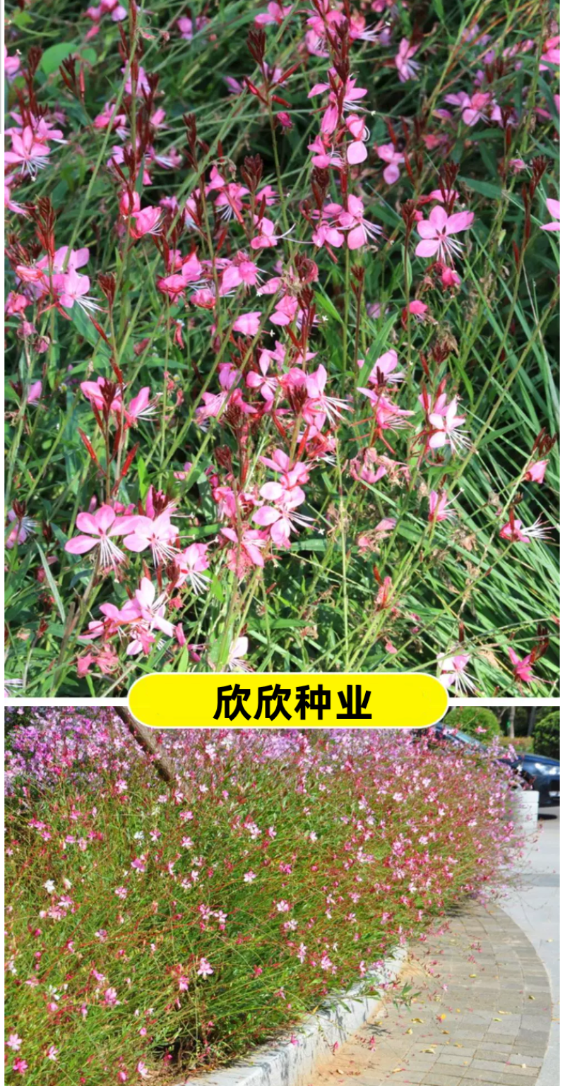 山桃草种子千鸟花种籽室内外阳台盆栽四季播种易活开花花卉