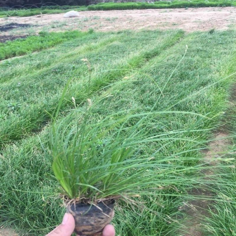 青绿苔草种子多年生景观绿化工程观叶种子四季草坪种子苔草种