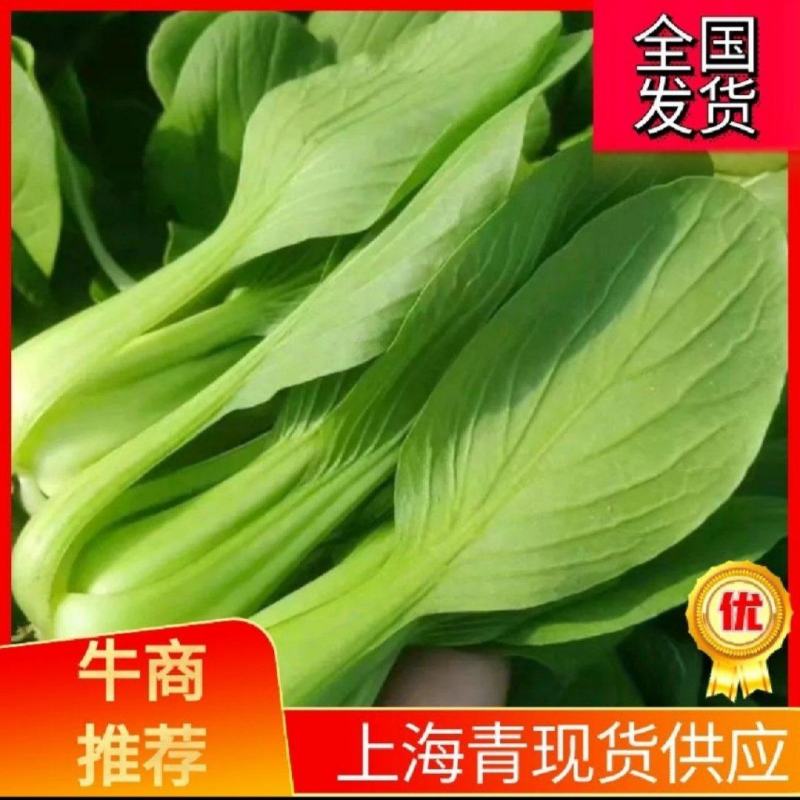 江苏上海青上海青油菜小青菜直发全国，产地直供