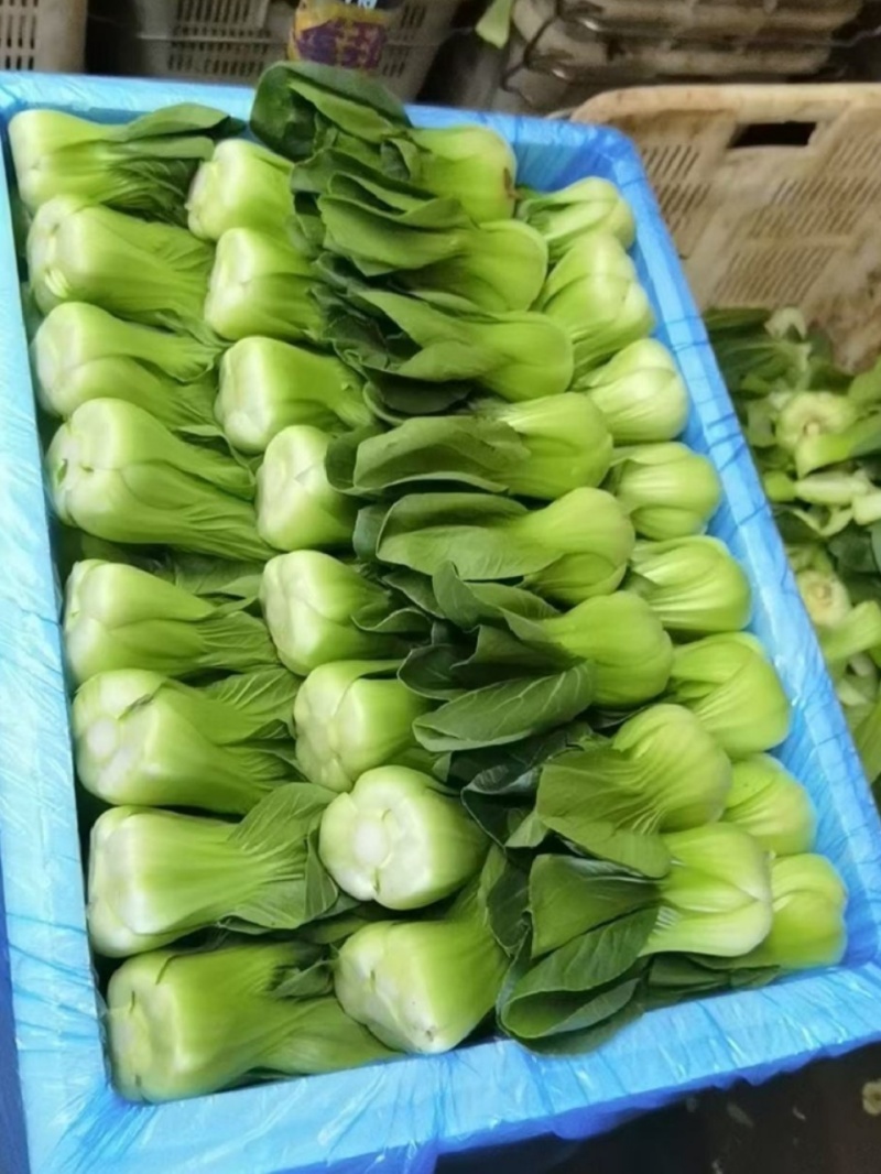 江苏上海青上海青油菜小青菜直发全国，产地直供