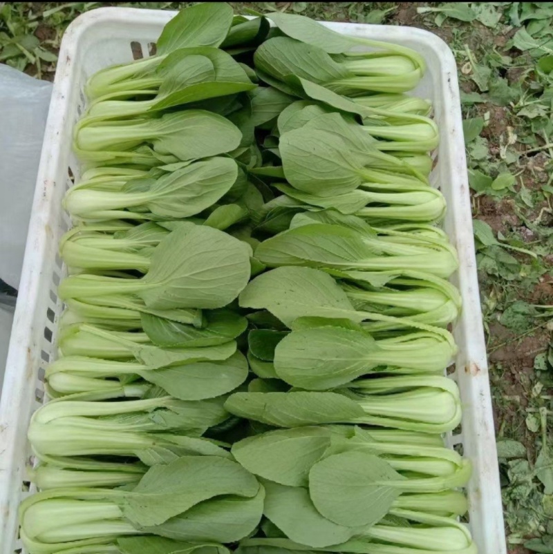 江苏上海青上海青油菜小青菜直发全国，产地直供