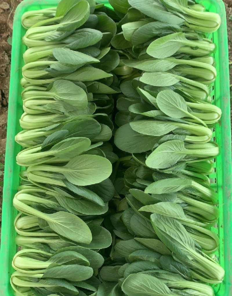 江苏上海青上海青油菜小青菜直发全国，产地直供