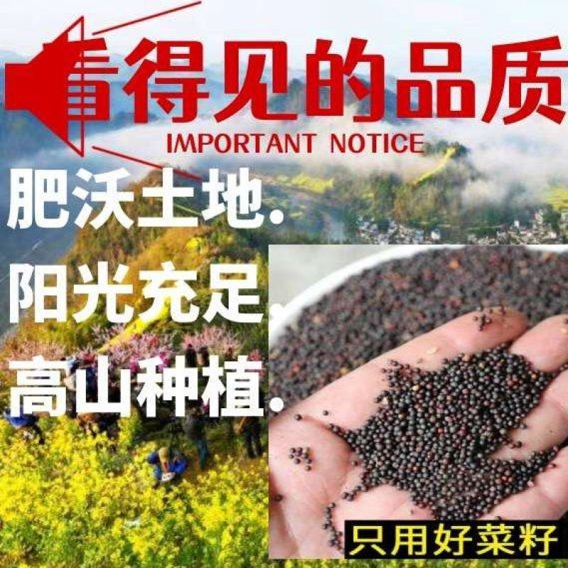 黄山徽金源纯菜籽油大量批发供应，热销全国600城货源稳定