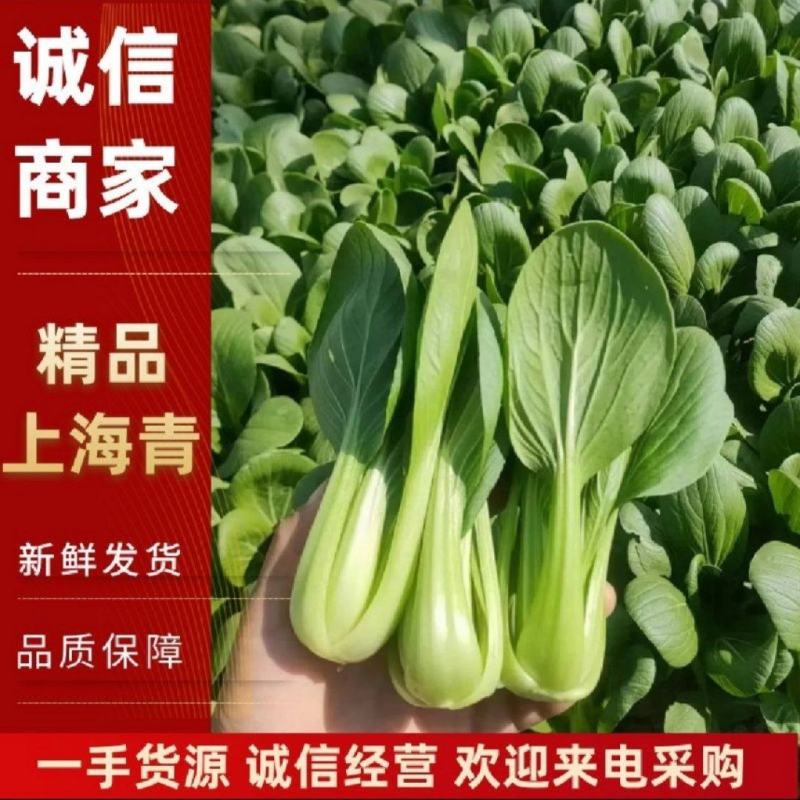 山东上海青曹县上海青油菜小青菜直发全国，产地直供