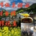 黄山徽金源菜籽油供应全国600城货源稳定诚信经营