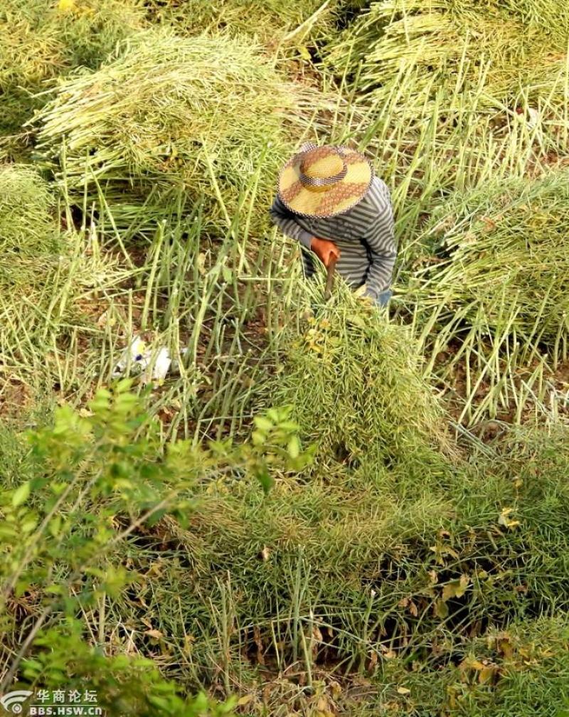 黄山徽金源压榨菜籽油大量批发供应全国量大从优