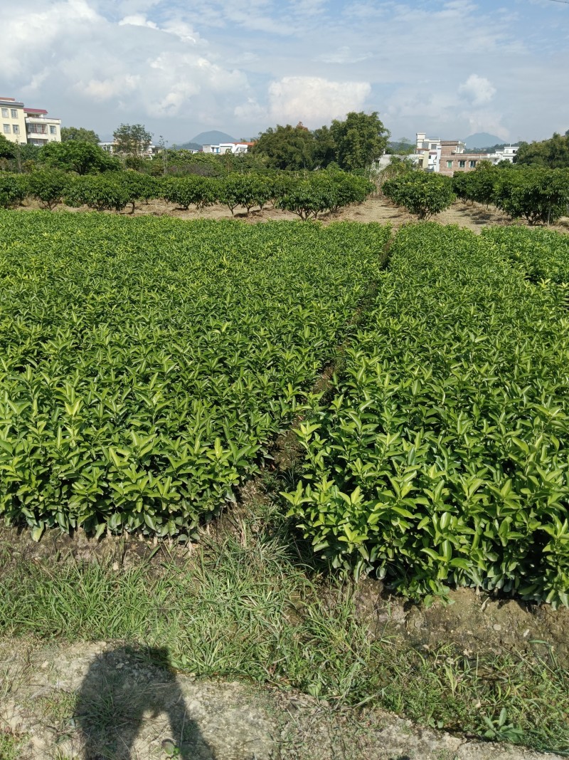 优质沙糖桔苗，1年苗品质好，提供技术指导欢迎来电咨询