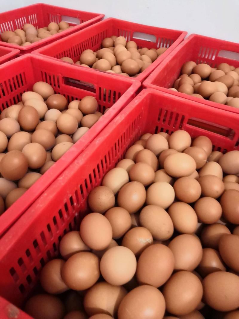 【精品】红壳鸡蛋360枚价格抄底了